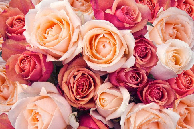 Sua Maestà la Rosa